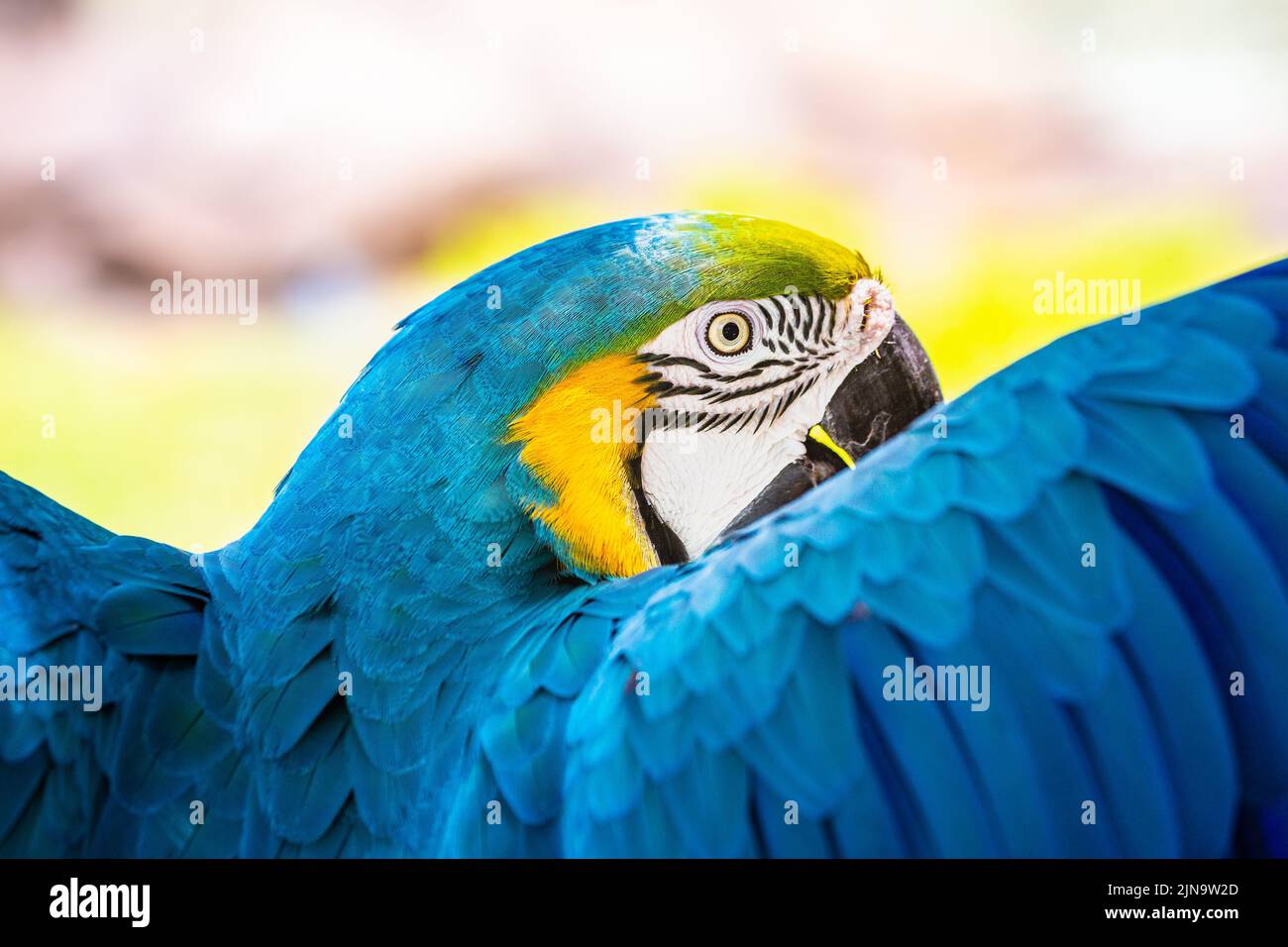 Blau-gelber Ara-Papagei mit offenen Flügeln im Iguazu Nationalpark, Brasilien Stockfoto