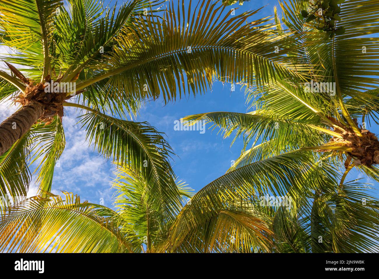 Tropisches Paradies: karibische Palmen mit Sonnenstrahl in Montego Bay, Jamaika Stockfoto