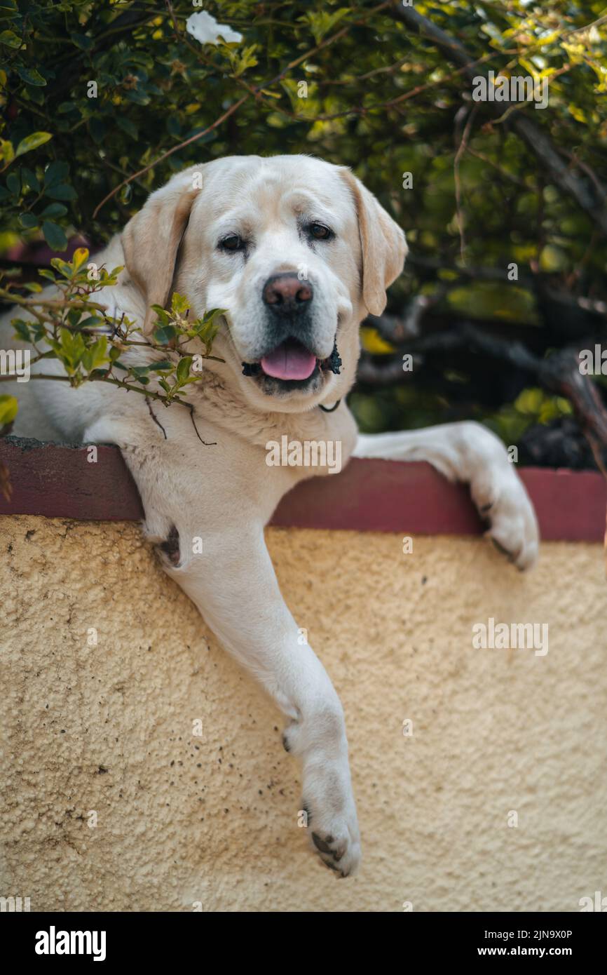 Entspanntes goldenes Retriever, das über der Wand hängt Stockfoto
