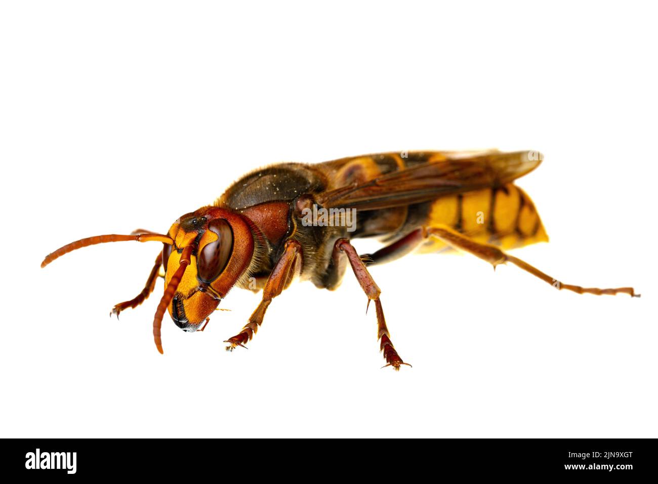 Insekten Europas - Wespen: Makro der europäischen Hornisse ( Vespa crabro - Europäische Hornisse ) isoliert auf weißem Hintergrund Stockfoto