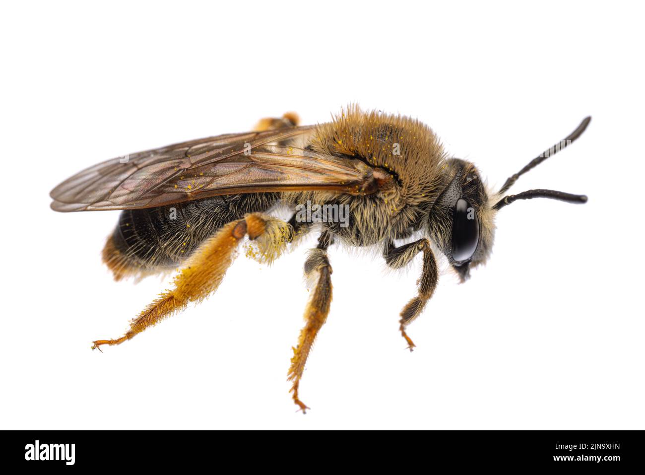 Insekten Europas - Bienen: Seitenansicht mit Flügeln der weiblichen Andrena haemorrhoe (rotschopfige Sandbiene) isoliert auf weißem Hintergrund Stockfoto
