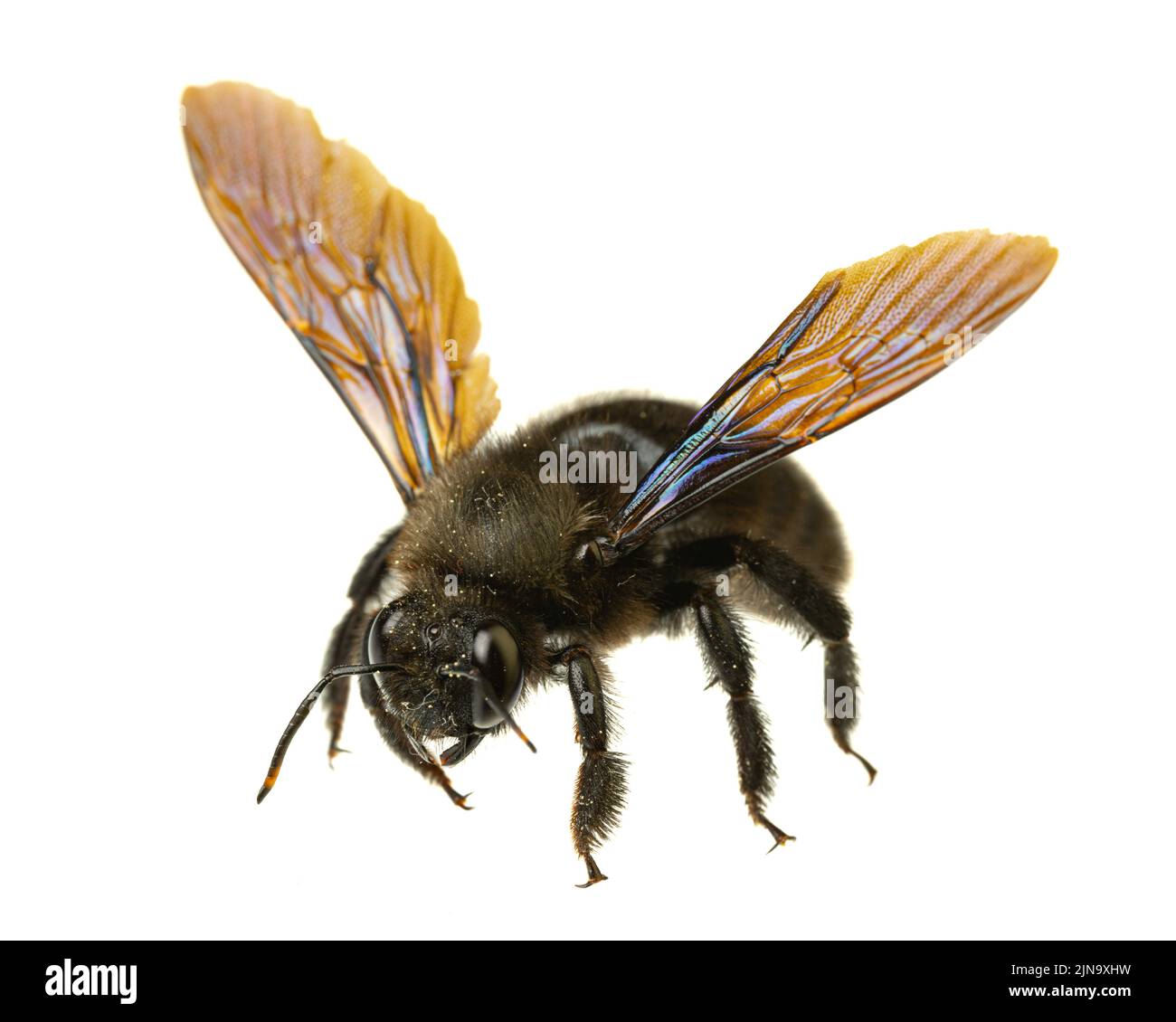 Insekten Europas - Bienen: Makro der männlichen violetten Zimmermannsbiene (Xylocopa violacea german Blauschwarze Holzbiene) isoliert auf weißem Hintergrund mit Spre Stockfoto