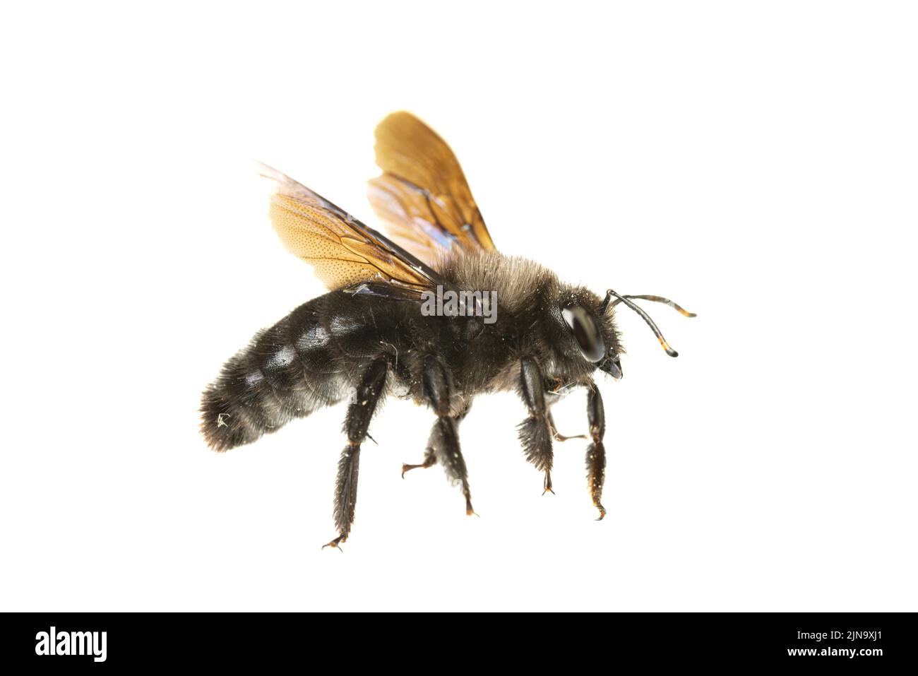 Insekten Europas - Bienen: Seitenansicht-Makro der männlichen violetten Zimmermannbiene (Xylocopa violacea german Blauschwarze Holzbiene) isoliert auf weißem Hintergrund Stockfoto
