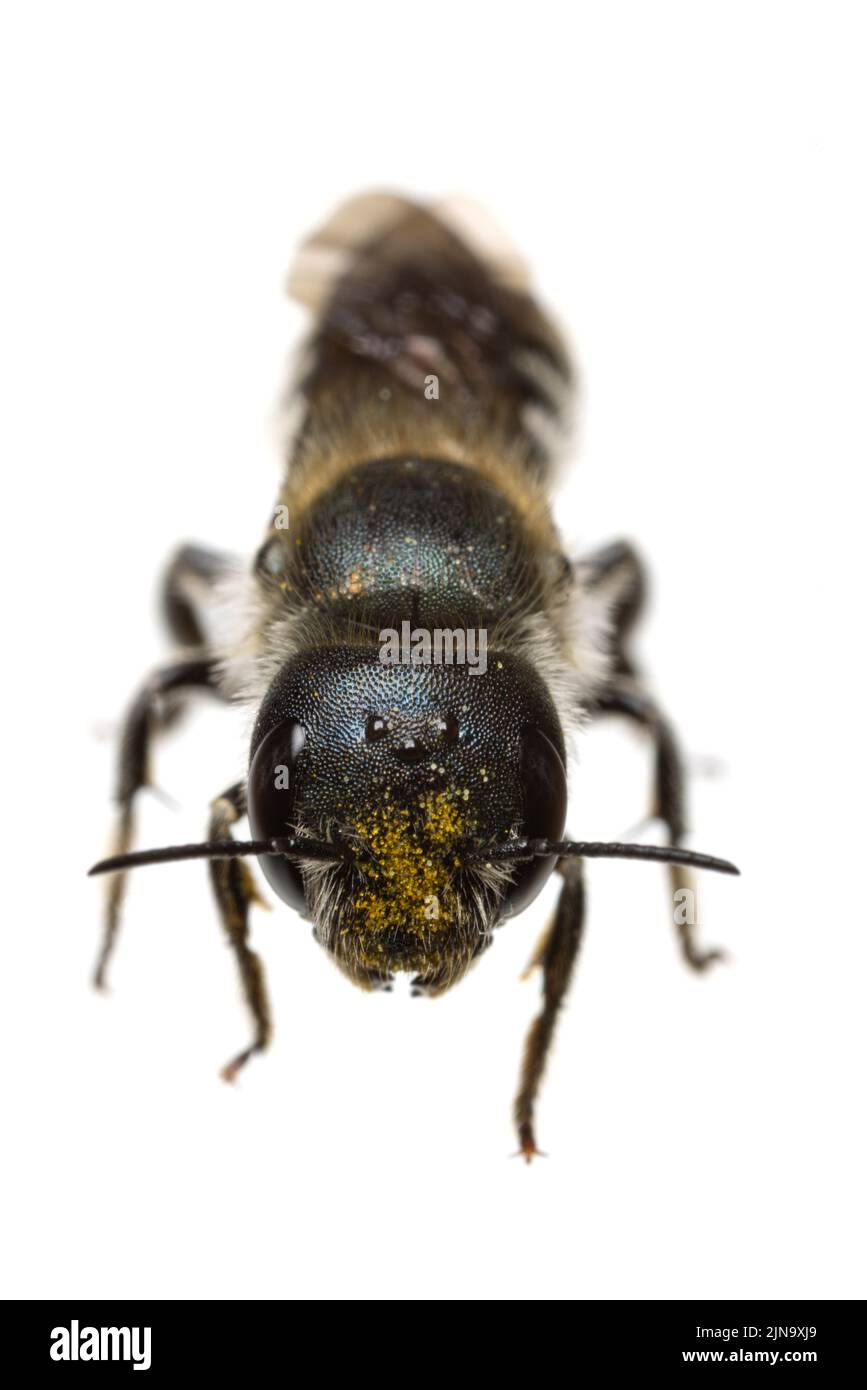 Insekten Europas - Bienen: Vorderansicht - Kopf der weiblichen Osmia caerulescens-Blaumauerbiene (deutsche Stahlblaue Mauerbiene) isoliert auf weißem Hintergrund Stockfoto