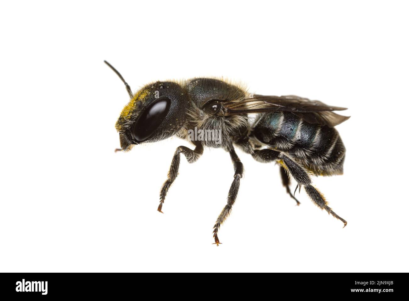 Insekten Europas - Bienen: Seitenansicht der weiblichen Osmia caerulescens-Blaumauerbiene (deutsche Stahlblaue Mauerbiene) isoliert auf weißem Hintergrund Stockfoto