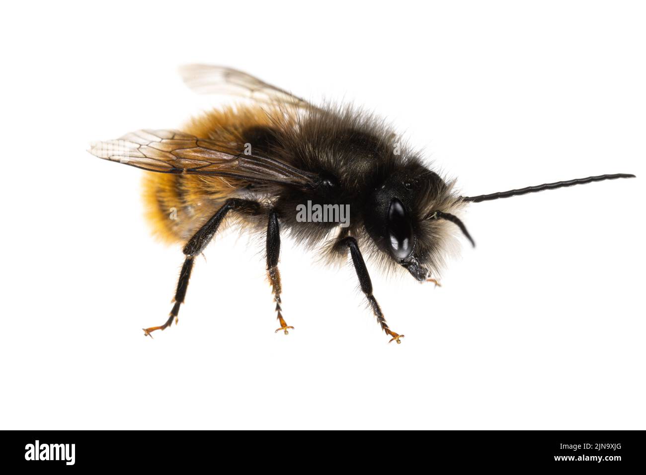 Insects of europe - Bienen: Makro der männlichen Osmia cornuta Europäische Obstbiene (deutsche gehörnte Mauerbiene) isoliert auf weißem Hintergrund Seitenansicht Stockfoto