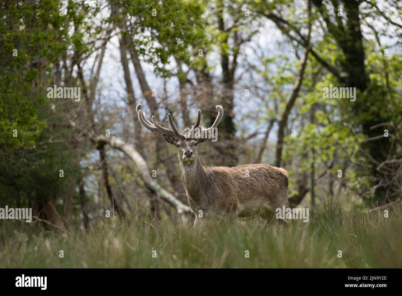 Herde von entwürdigenden Rothirschen, die seit der jungsteinzeit im Killarney Valley, County Kerry, Irland, präsent sind Stockfoto