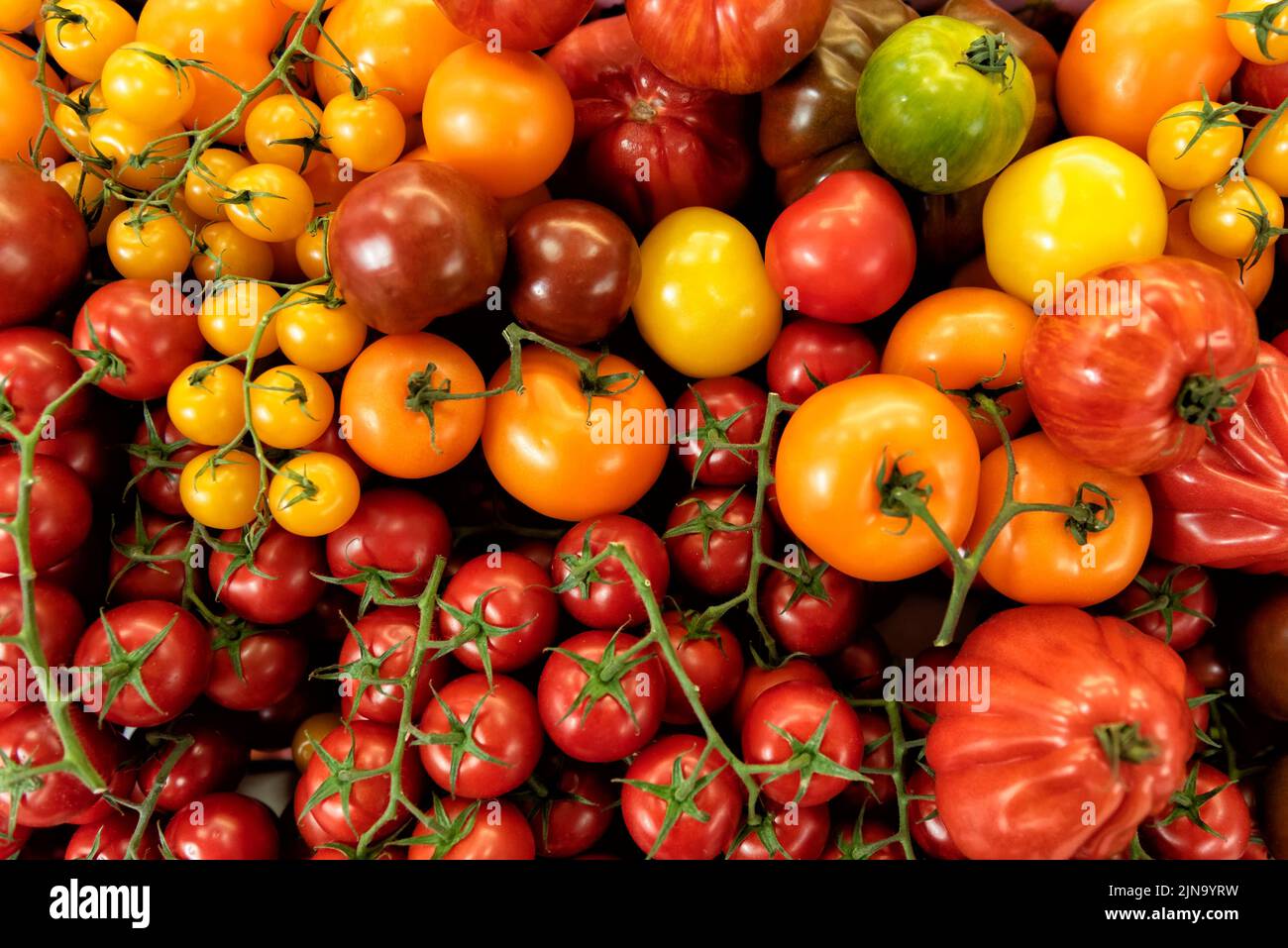 Auswahl an frischen Tomaten Stockfoto