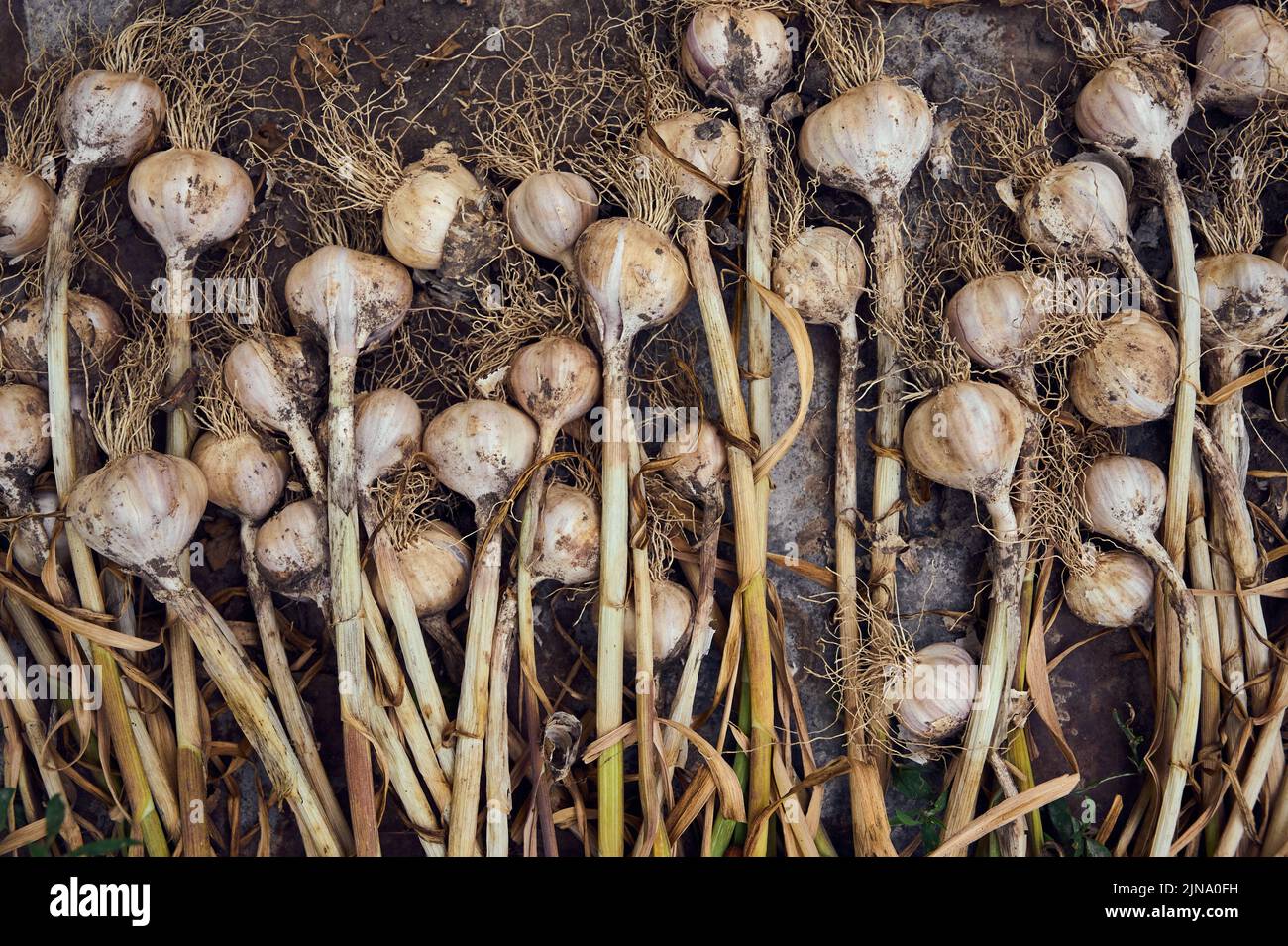 Pflanzlicher Hintergrund aus Bio-Knoblauch. Stockfoto