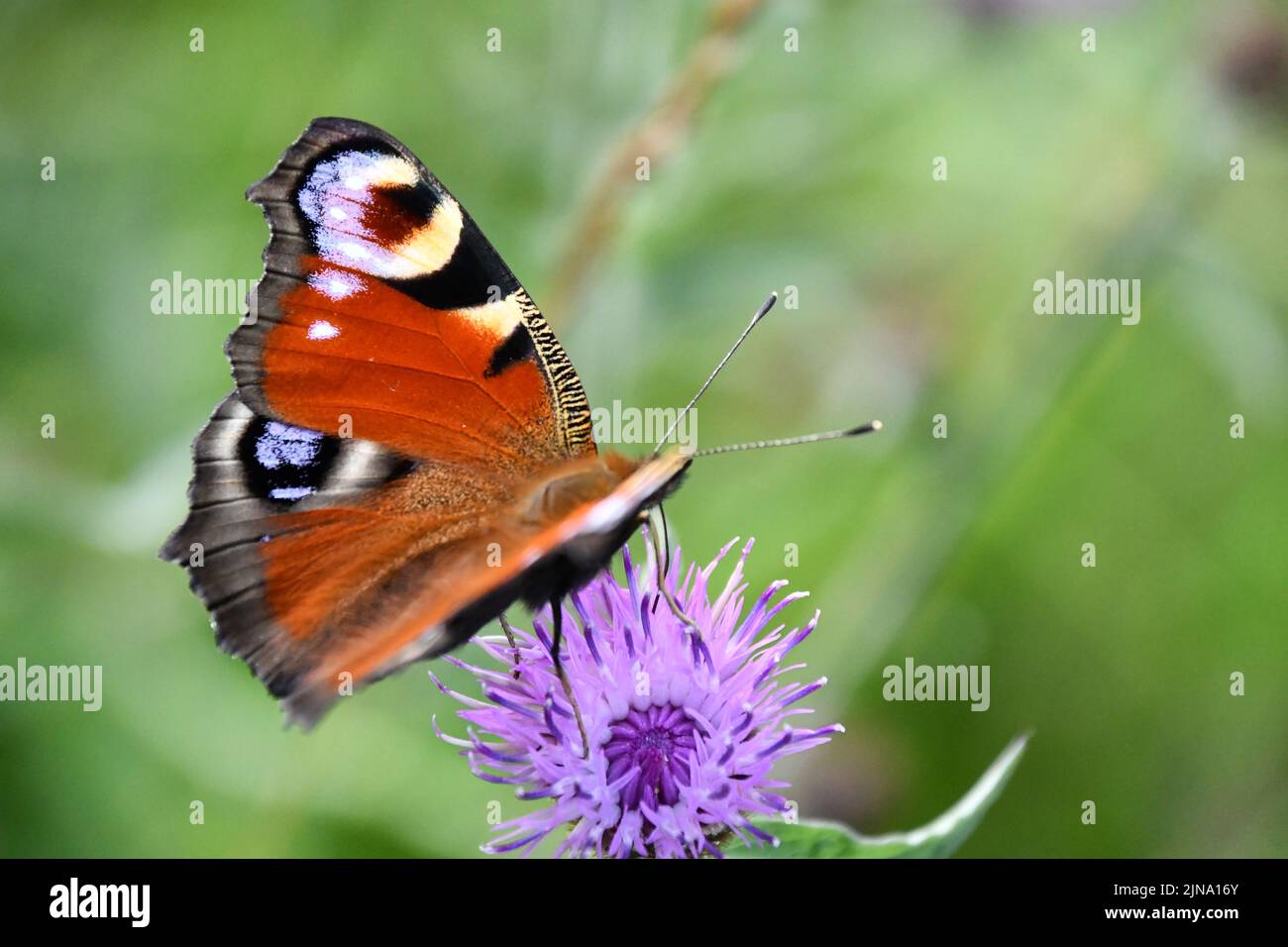 Pfauenschmetterling (Inachis io) auf Blume, Kilkenny, Irland Stockfoto