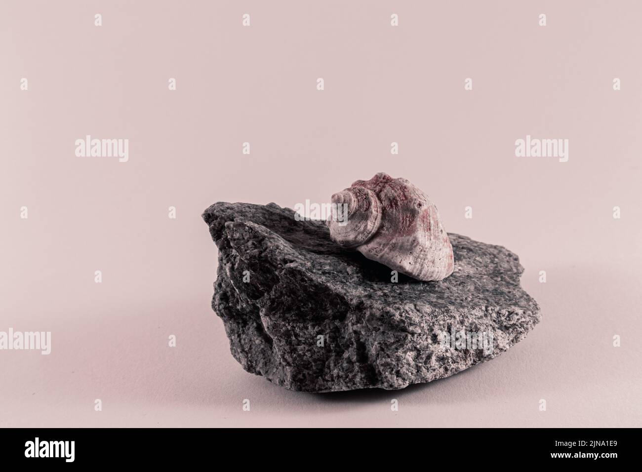 Rosa Muschel auf einem grauen Felsen auf weißem Hintergrund Stockfoto