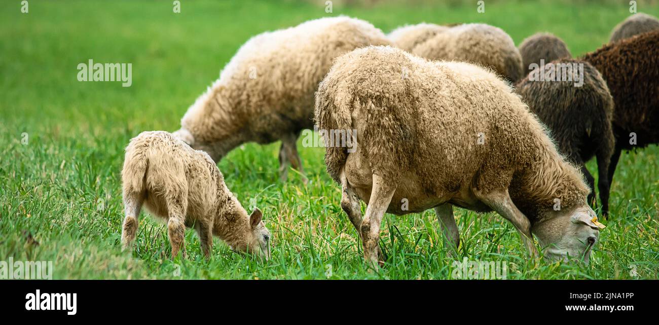 Braune Schafe und Lamm grasen auf Bauernweiden. Landleben, Viehzucht. Schafherde fressen grünes Gras auf der Wiese. Stockfoto