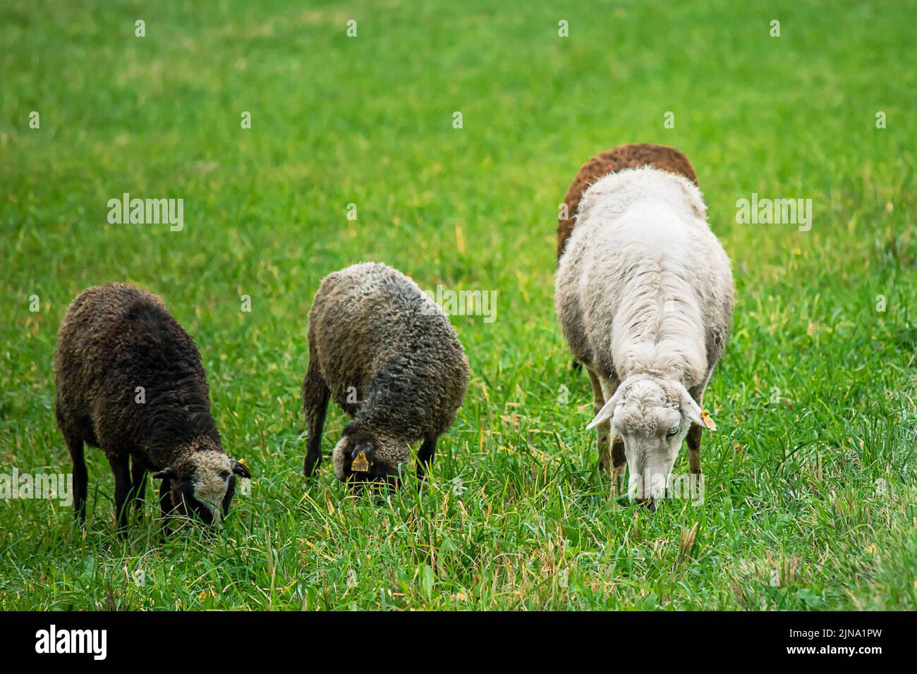 Einheimische weiße und braune Schafe fressen grünes Gras auf der Wiese. Bauernhof Rinder weiden auf der Weide. Das Leben auf dem Land. Stockfoto