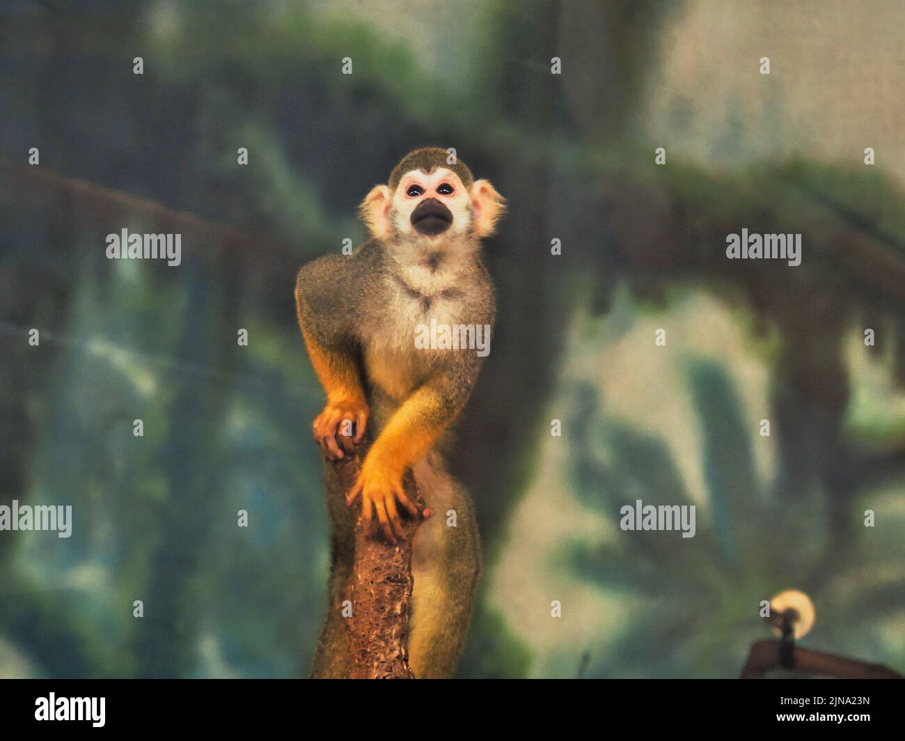 Ein kleiner Spinnenaffe im Kansas City Zoo in KC Missouri Stockfoto