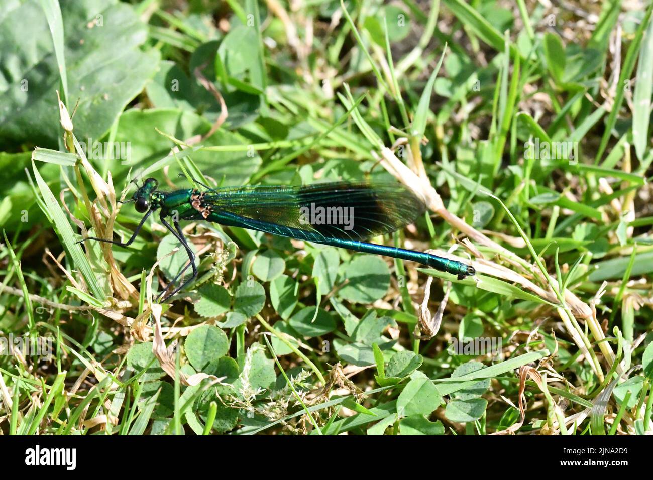 Damselfly, Libelle auf Blatt, Kilkenny, Irland Stockfoto