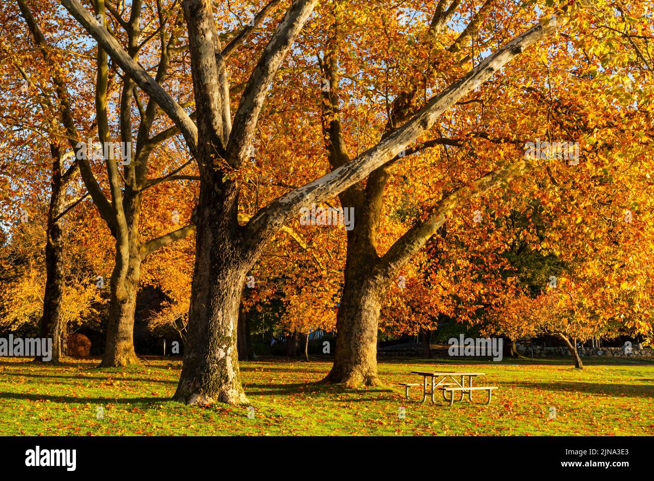 WA21874-00...WASHINGTON - Herbstzeit im Seward Park in Seattle. Stockfoto