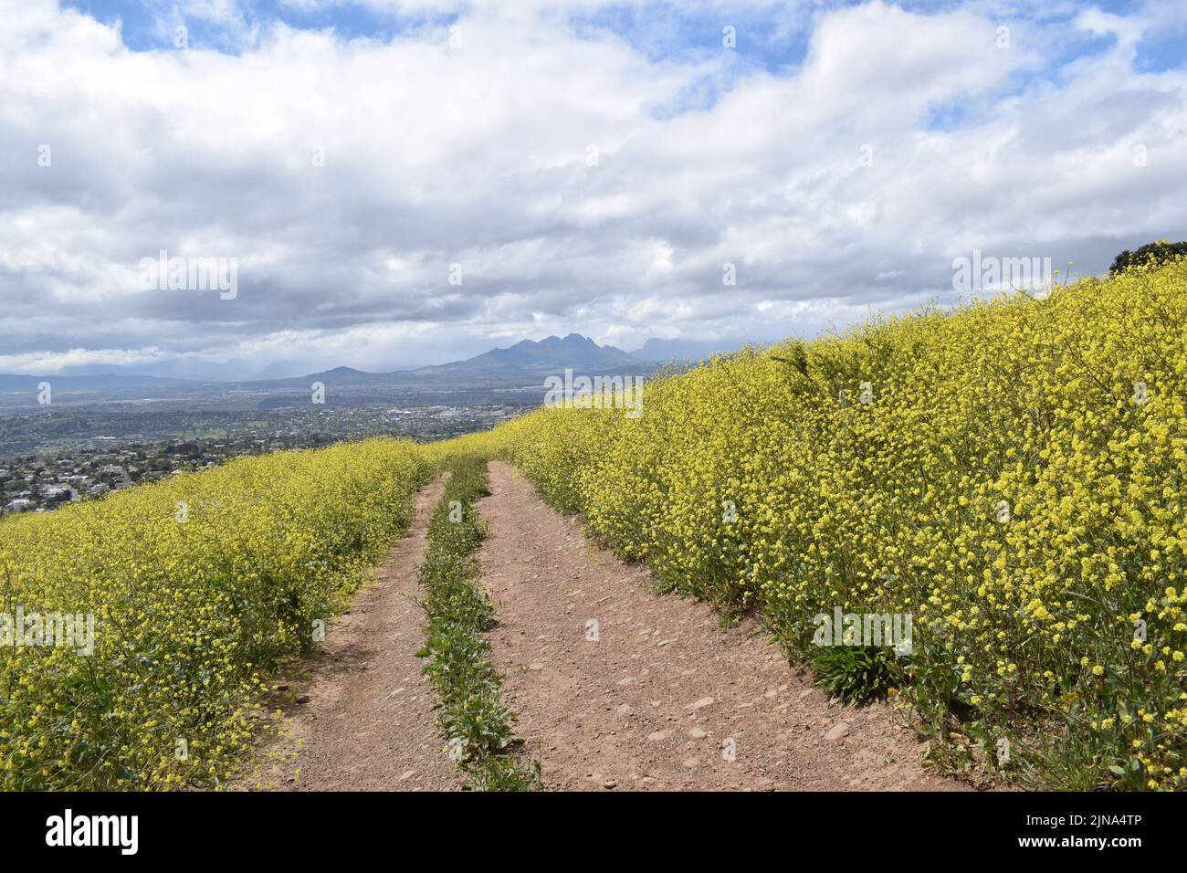 Gelbe Blumenlandschaft mit Panoramablick auf Kapstadt vom Tygerberg Nature Reserve, Western Cape. Stockfoto