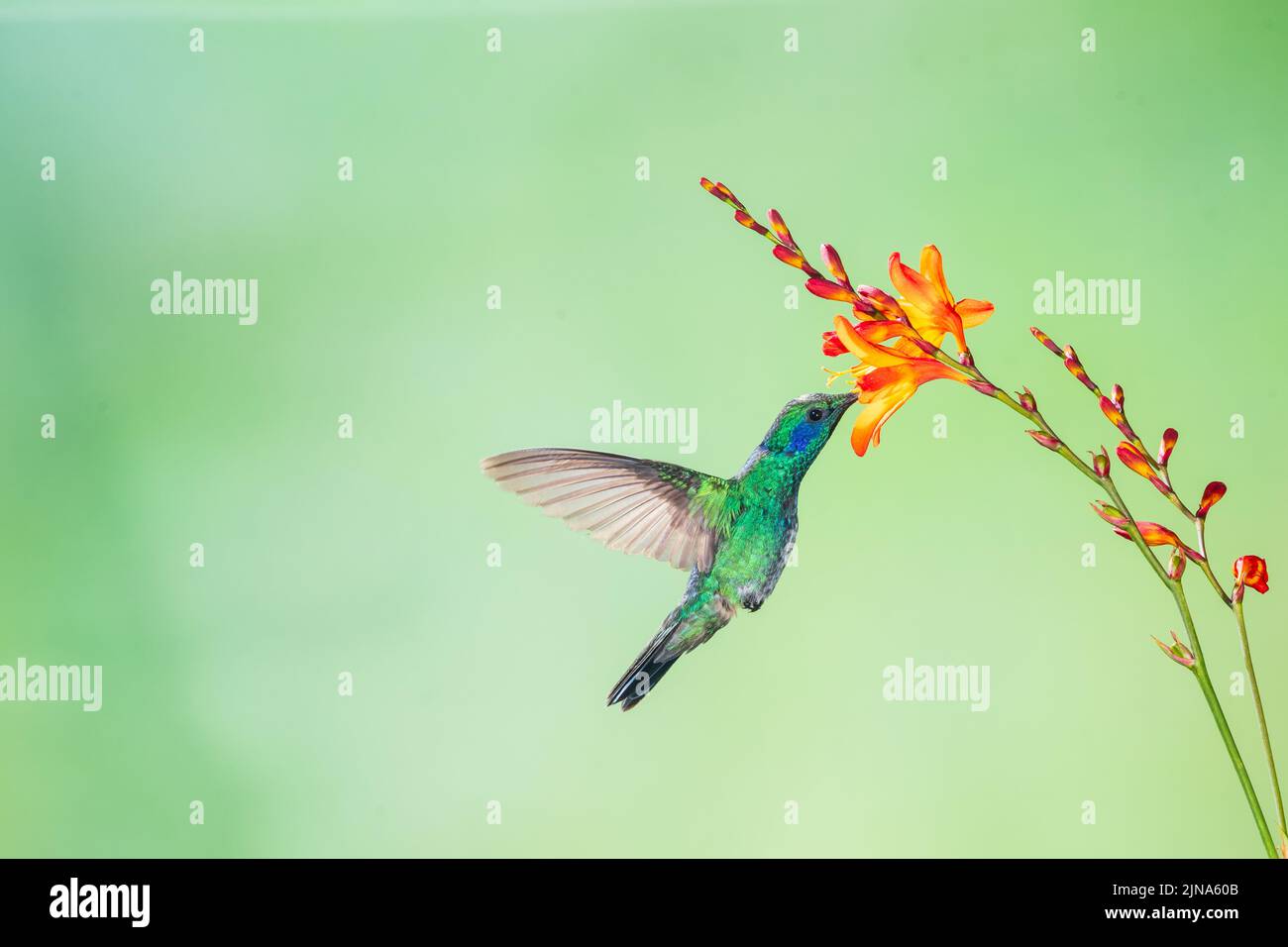 Ein kleiner colibri Kolibri mit Multi-Flash, Costa Rica Stockfotografie ...