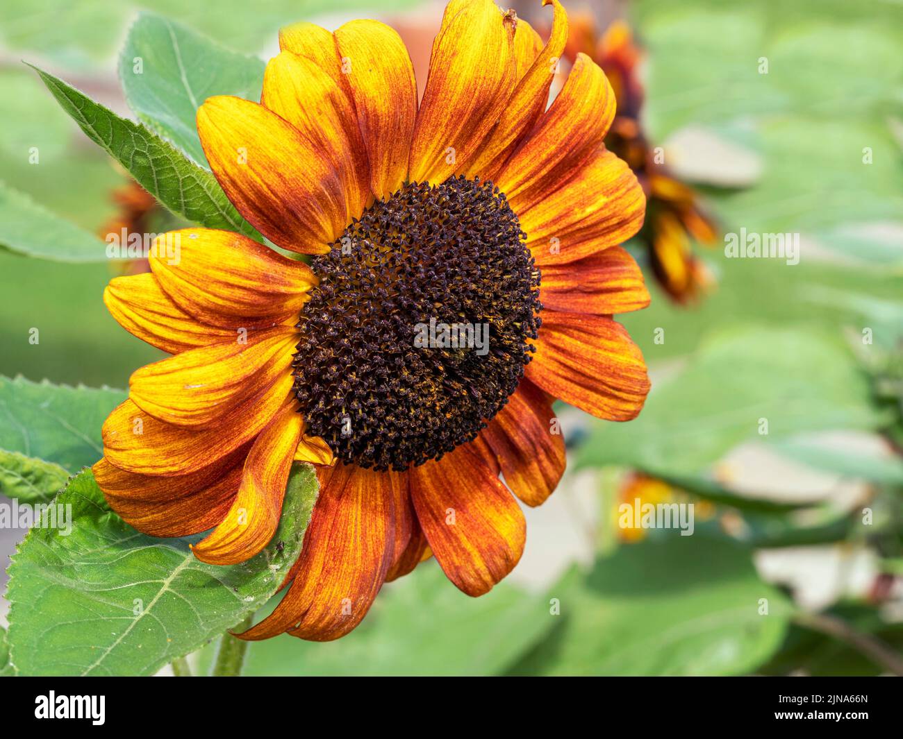 Nahaufnahme einer Sonnenblume mit bronzenen und gelben Blütenblättern Stockfoto