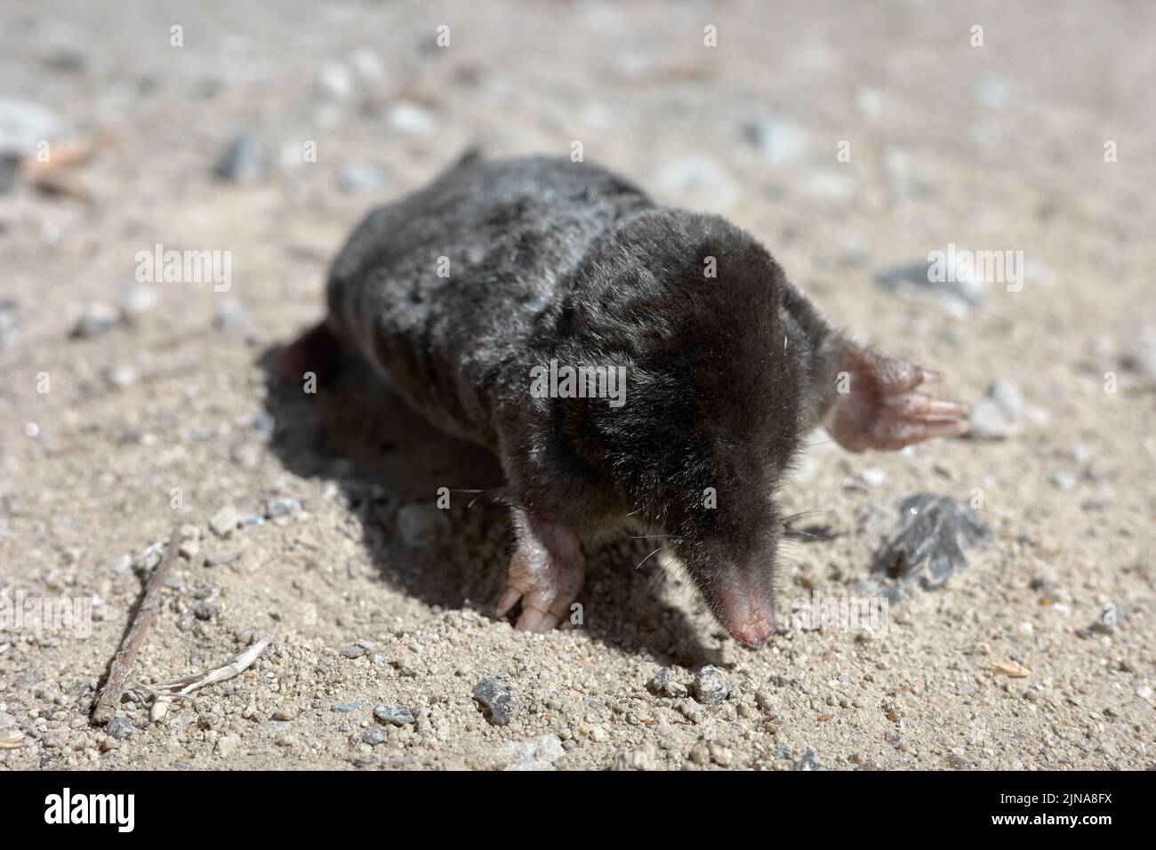 Nahaufnahme eines toten Maulwurfs auf einer unbefestigten Straße, selektiver Fokus auf eine Schnauze. Stockfoto