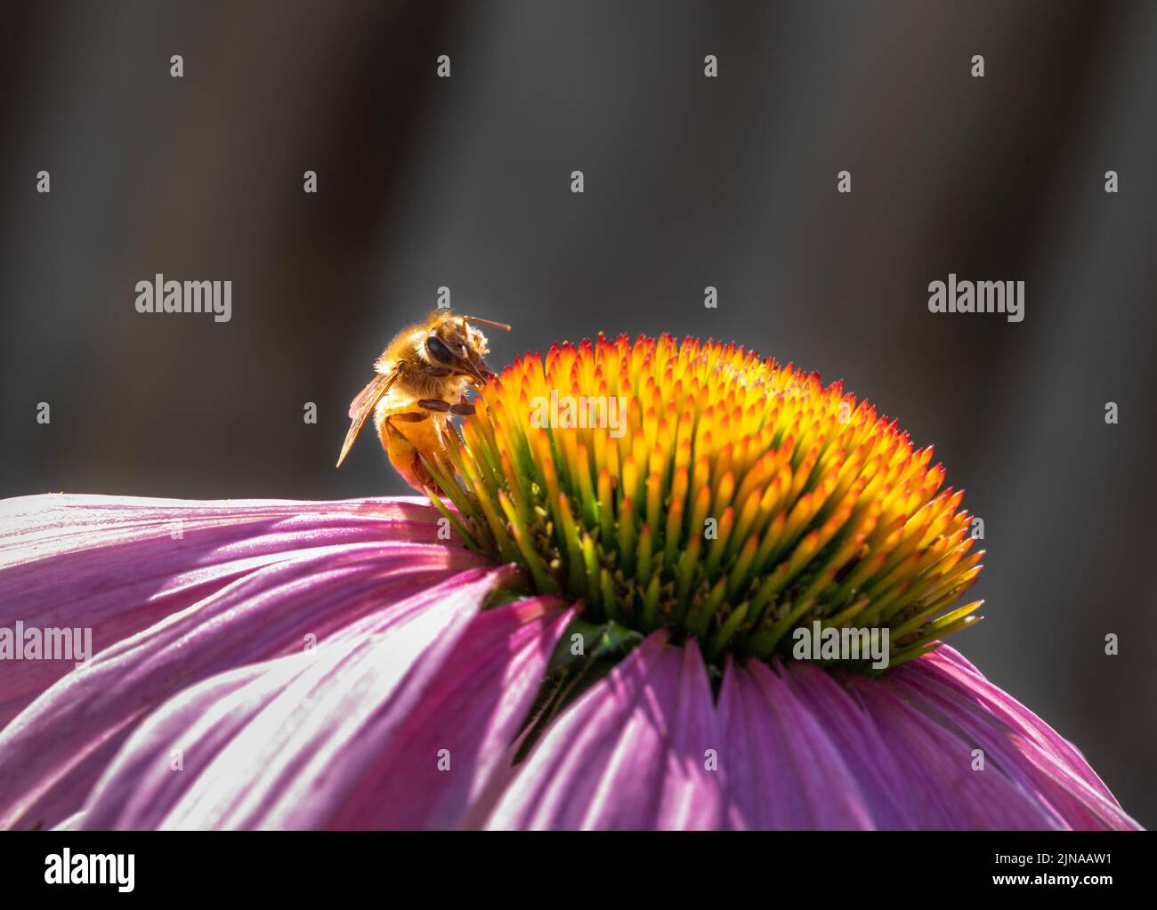 Honigbiene sammelt Nektar und Pollen von einer violetten Kegelblume Stockfoto