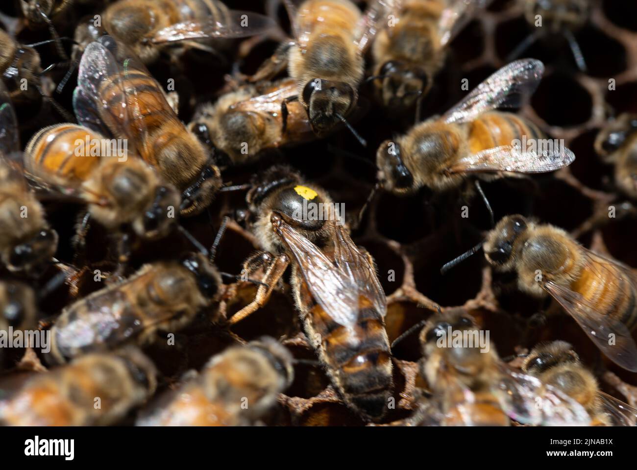Markierte Bienenkönigin, umgeben von Krankenschwestern, die eine Zelle auscheckten Stockfoto