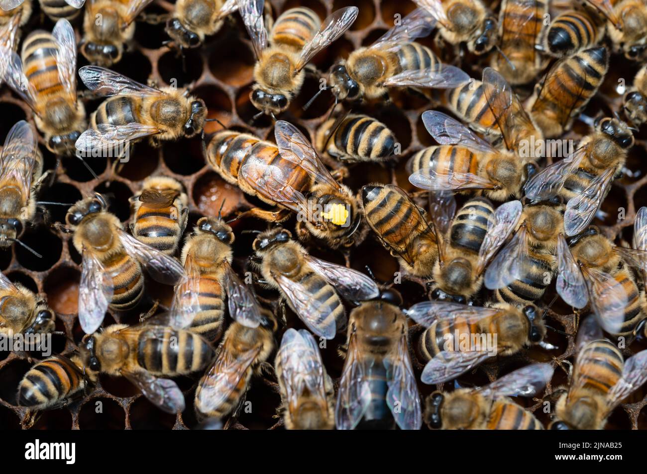 Honey Bees Queen gelb markiert, umgeben von Bienen auf einem Pollenrahmen Stockfoto
