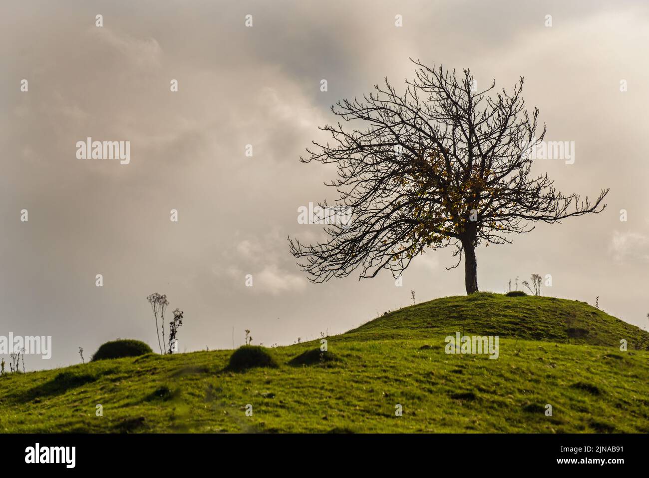 Ein kleiner Baum auf einem grasbewachsenen Hügel, der gegen den Himmel geschildet wurde Stockfoto