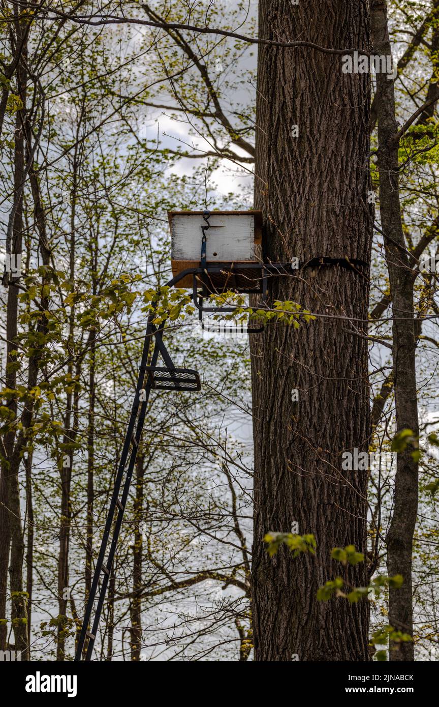 Seitenansicht der Honigbienenschwarmfalle, die in einem Baumstand im Wald aufgestellt wurde Stockfoto