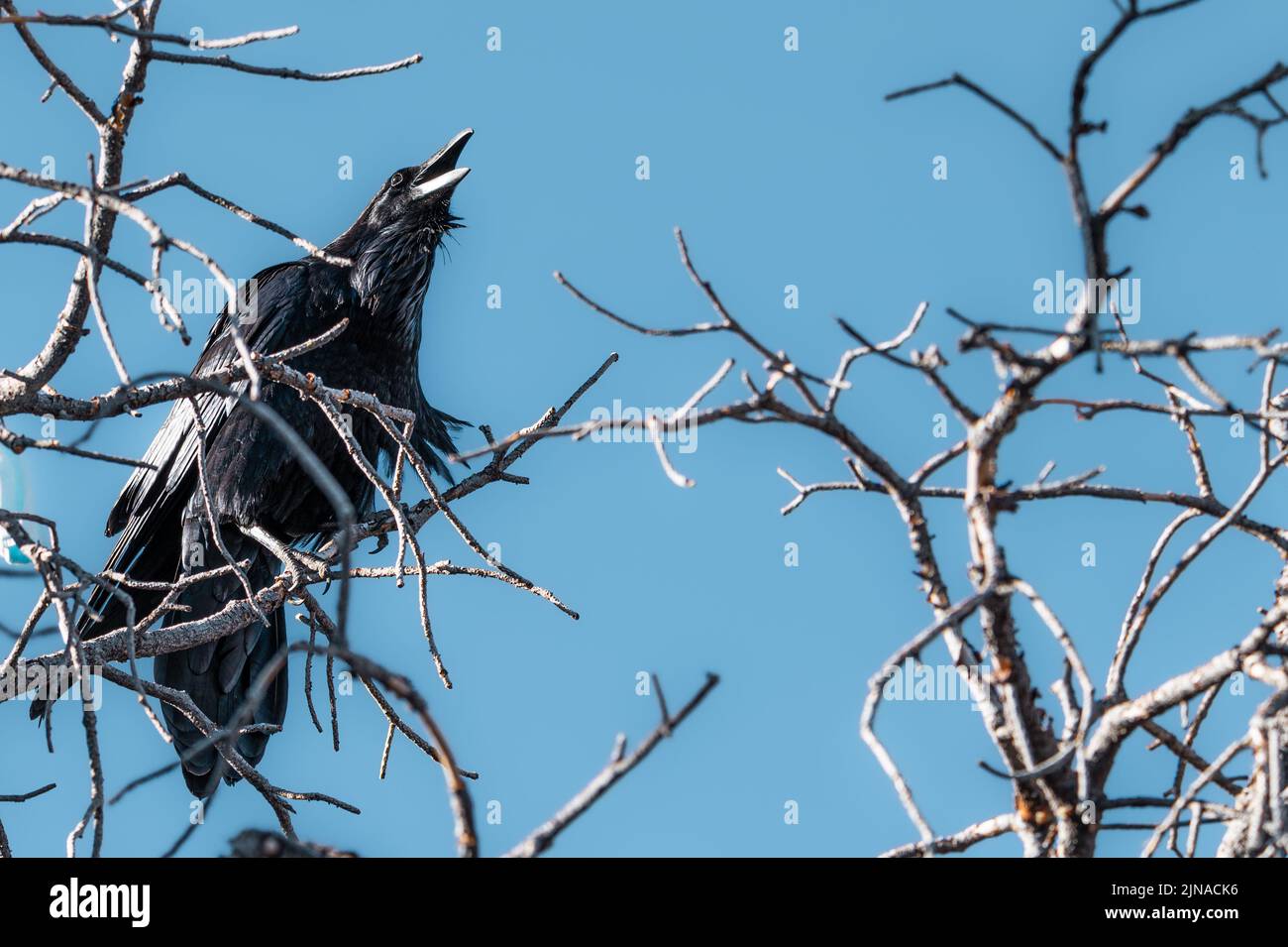 Schwarzer Rabenvögel kräht und sitzt im Baum vor einem blauen Himmel Stockfoto
