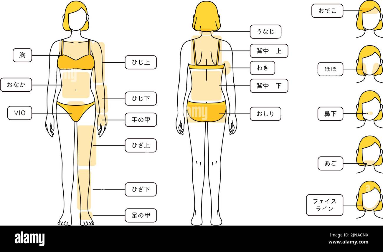 Illustrationen zur Haarentfernung für Frauen - Ganzkörper und Gesicht - Übersetzung: Brust, Bauch, Ellbogen, Ellbogen, Handrücken, Knie, Knie, Beinrückseite, Nape of ne Stock Vektor