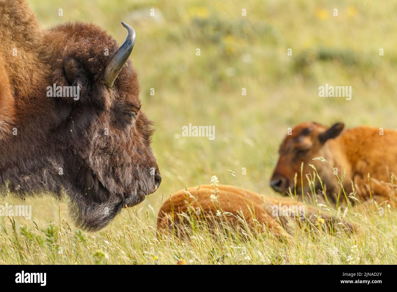 Eine weibliche Plains Bison wacht über zwei Kälber, die im Gras liegen Stockfoto