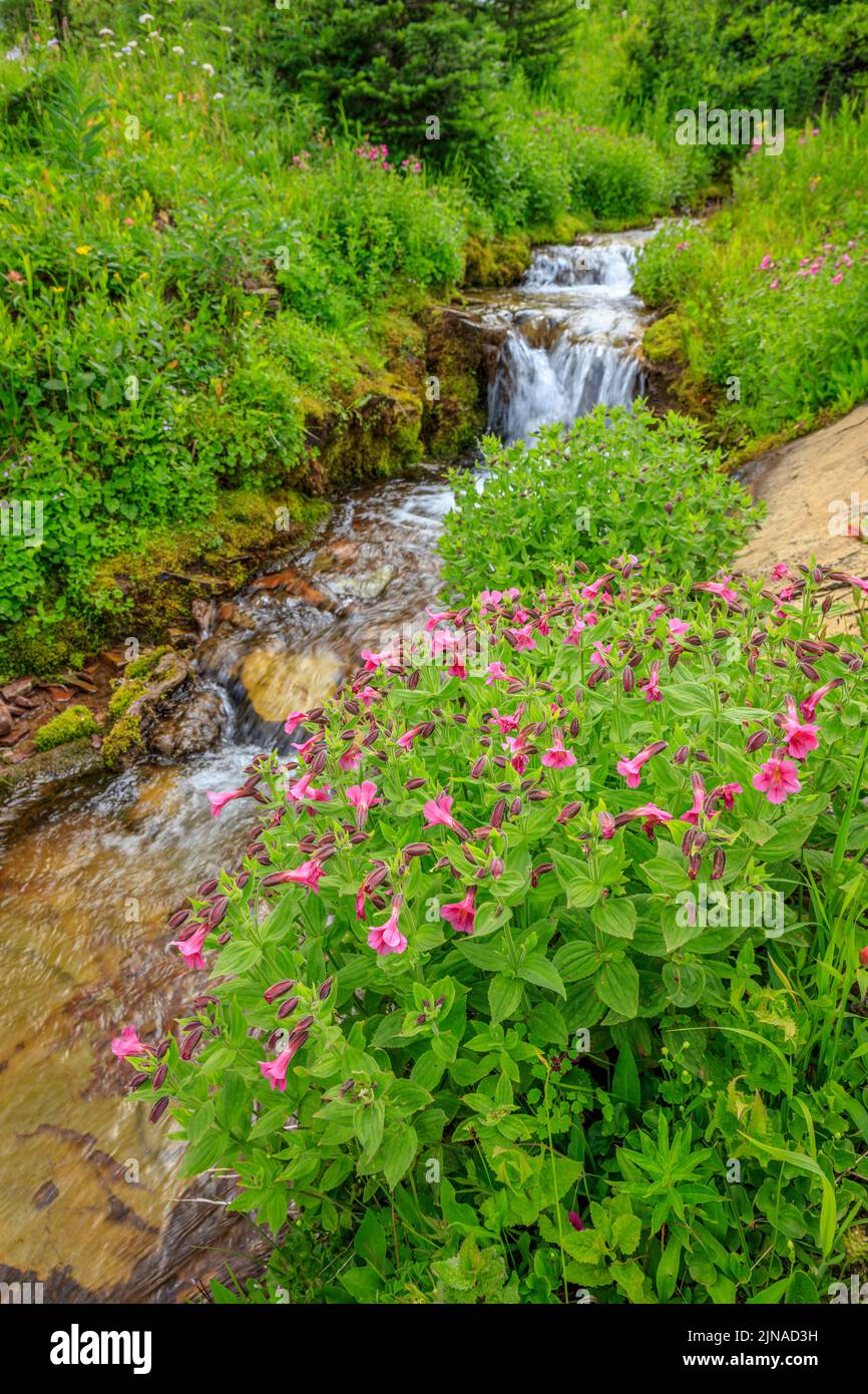 Lewis’s Monkeyflower (Mimulus lewisii) wächst neben einem alpinen Bach Stockfoto