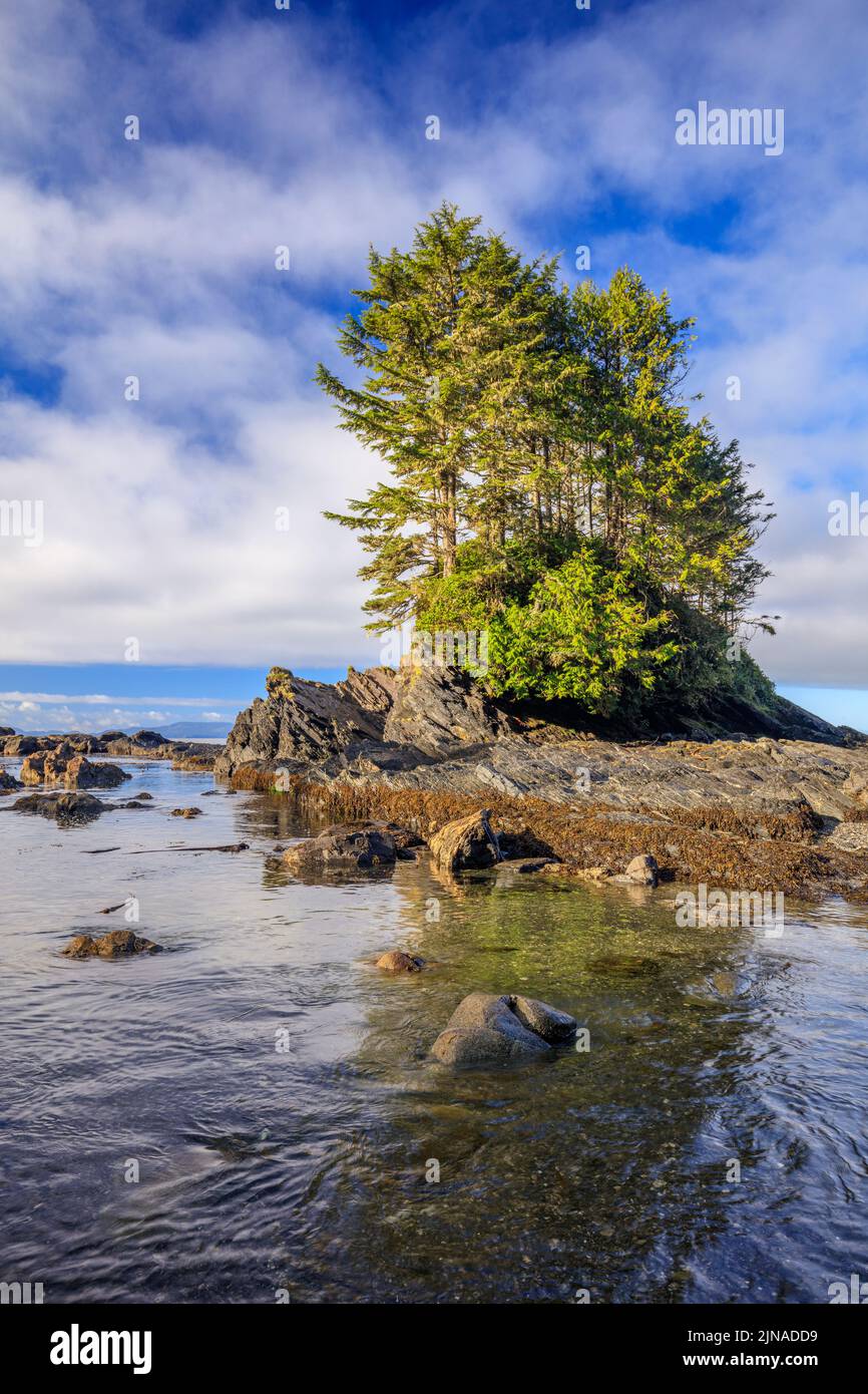 Ein Baum, der auf einem freiliegenden Felsen am Rande der Botany Bay im Juan de Fuca Provincial Park an der Westküste von Vancouver Island wächst Stockfoto