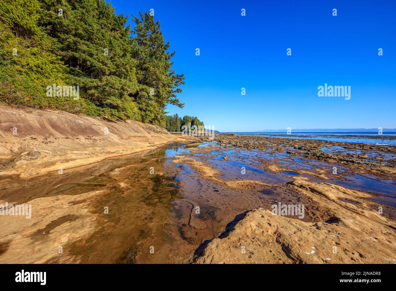 Flache Gezeitentümpel am verwitterten Sandsteinstrand am Botanischen Strand im Juan de Fuca Provincial Park Stockfoto
