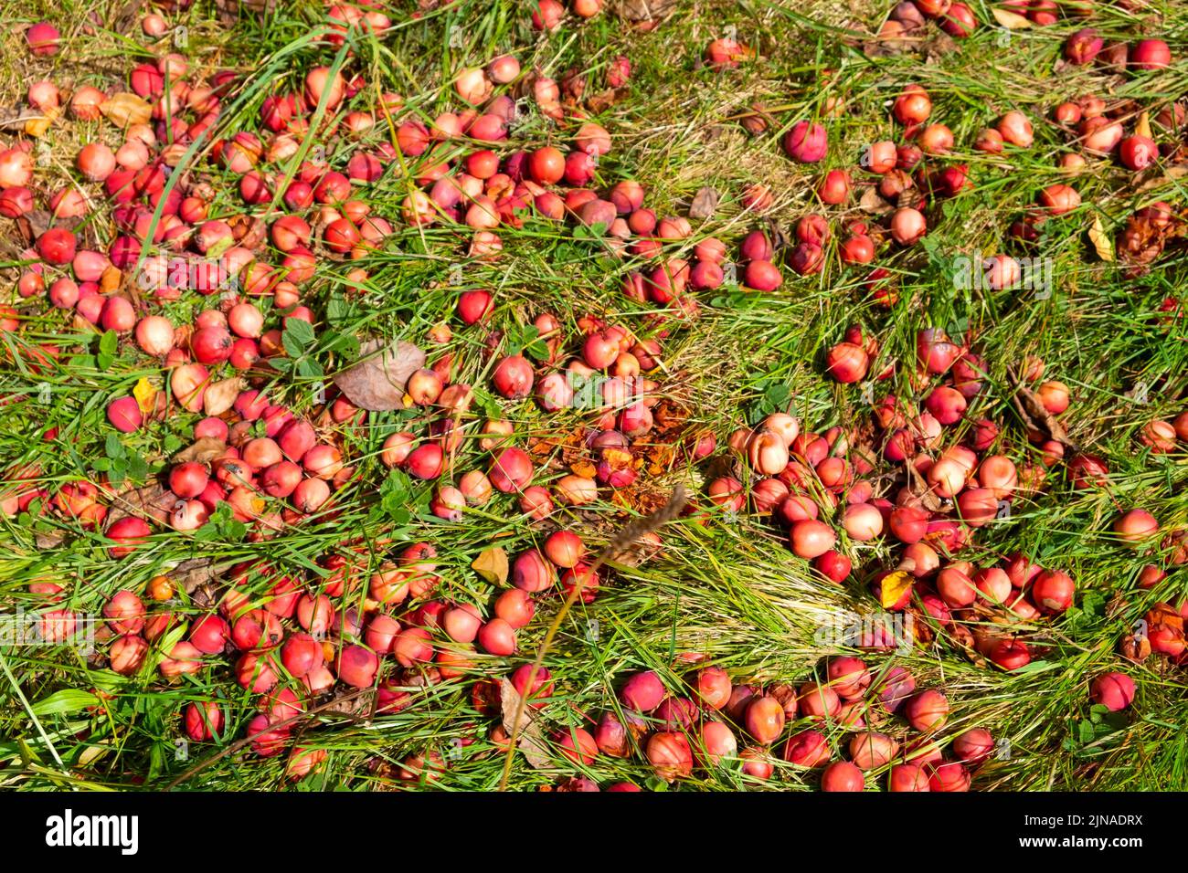 Windfall Äpfel Krabben Malus sylvestris auf dem Boden im August 2022 im Garten im Bute Park Cardiff Wales UK KATHY DEWITT Stockfoto