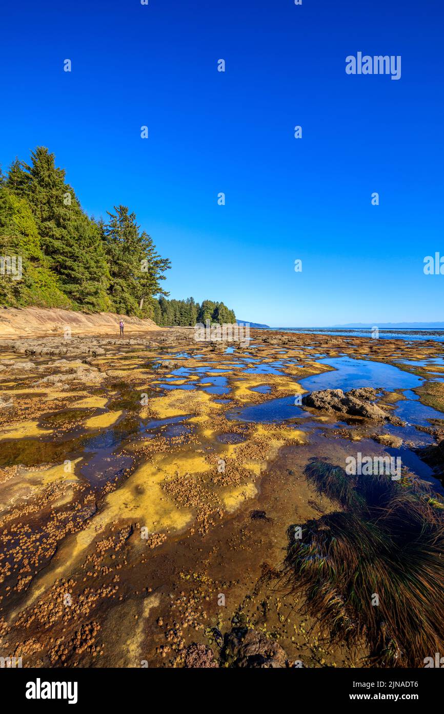 Flache Gezeitentümpel am verwitterten Sandsteinstrand am Botanischen Strand im Juan de Fuca Provincial Park Stockfoto