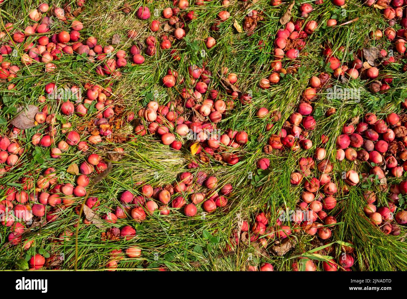 Windfall Äpfel Krabben Malus sylvestris auf dem Boden im August 2022 im Garten im Bute Park Cardiff Wales UK KATHY DEWITT Stockfoto