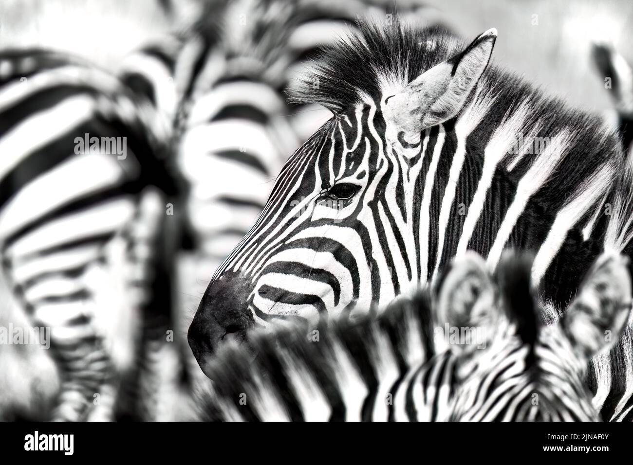 Nahaufnahme eines flachen Zebras, equus quagga, in einer Zebraherde in der Masai Mara, Kenia. Schwarz und Weiß. Stockfoto
