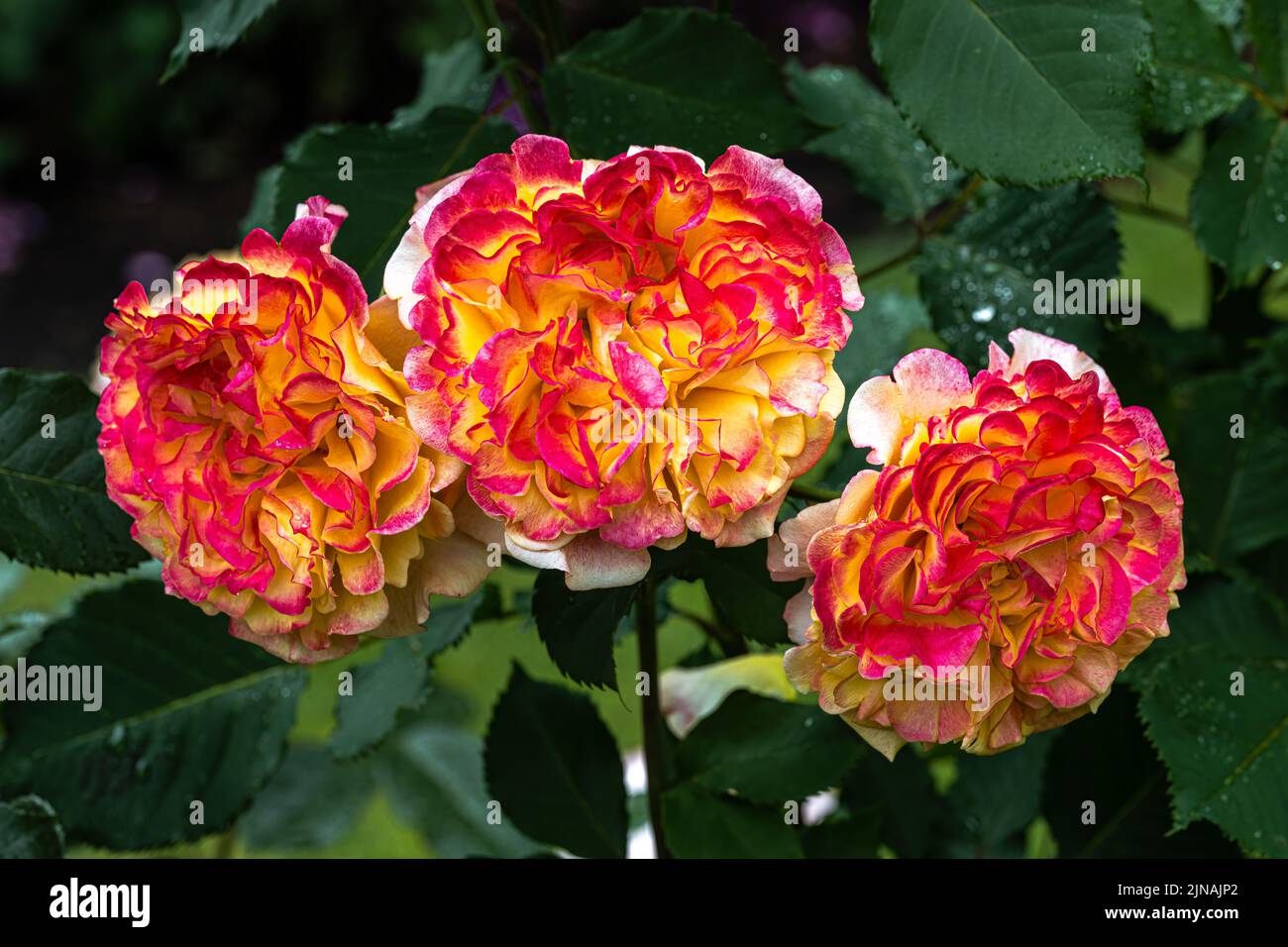 Blumen der „Crazy Love“ Grandiflora Rose Stockfoto