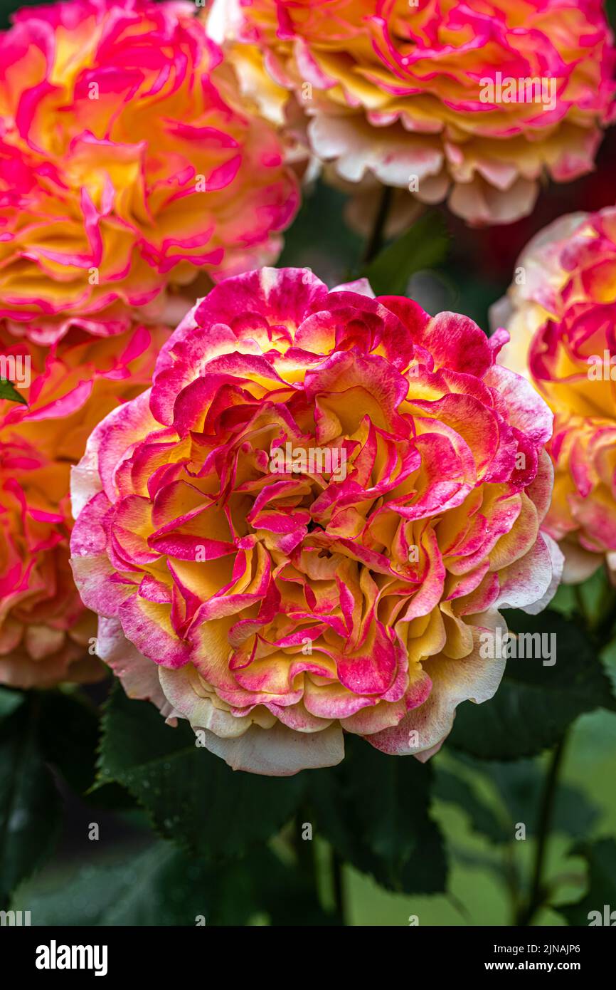 Blumen der „Crazy Love“ Grandiflora Rose Stockfoto