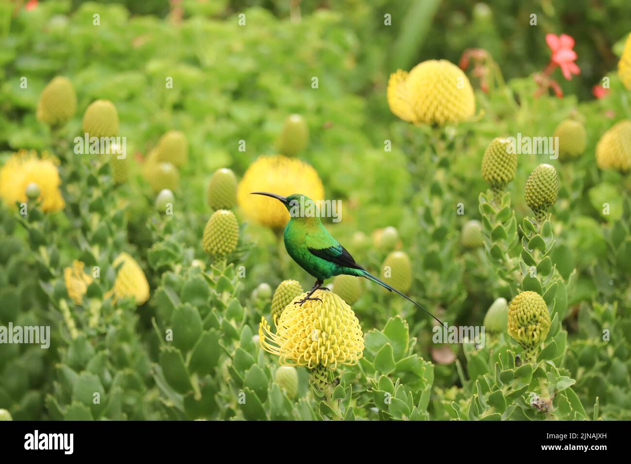 Malachit Sonnenvögel auf einem Nadelkissen protea Stockfoto