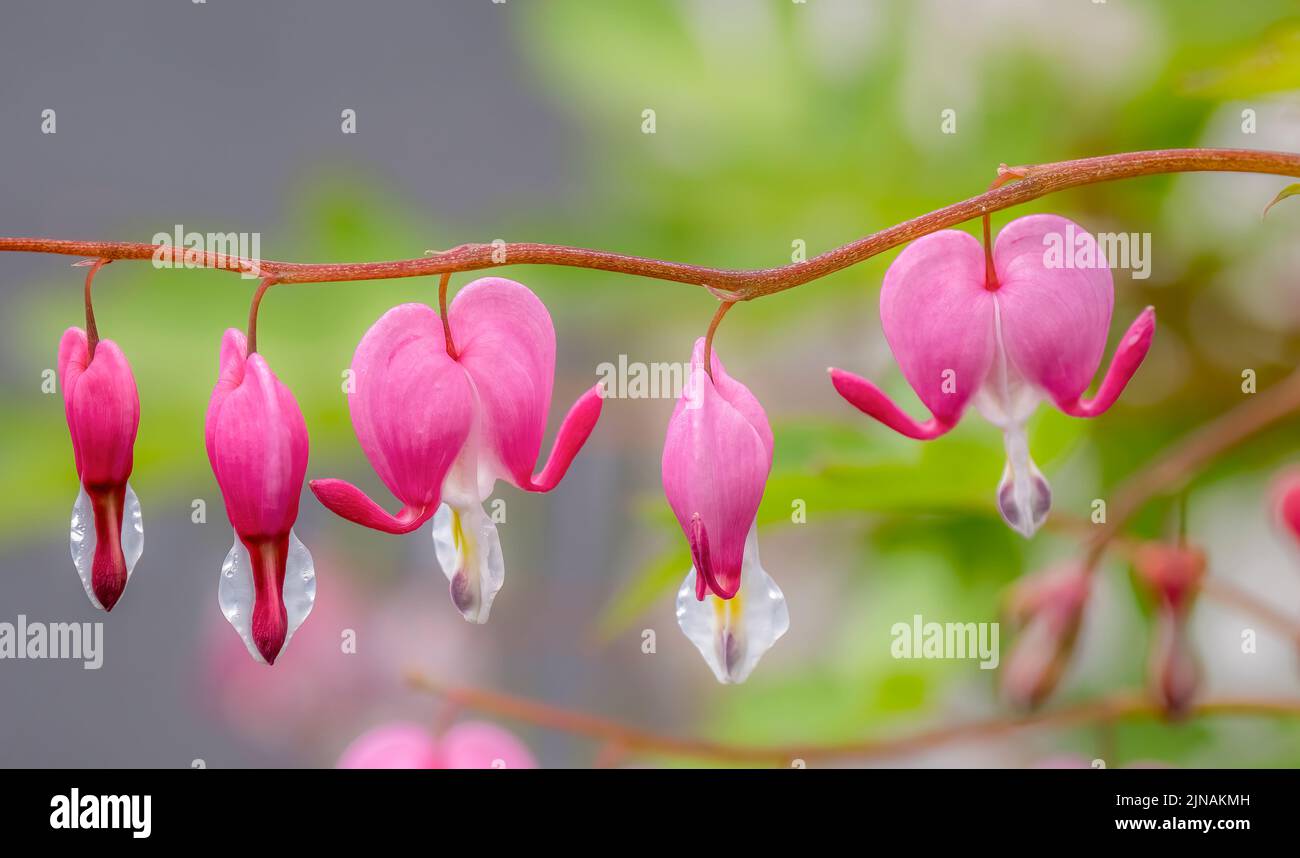 Nahaufnahme der asiatischen blutenden Herzblume Stockfoto