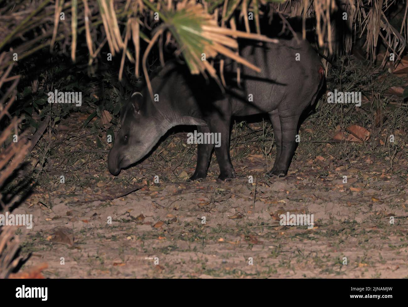 Flachland Tapir ( Tapirus terrestris terrestris) Erwachsene Nahrungssuche in der Nacht Pantanal, Brasilien Juli Stockfoto