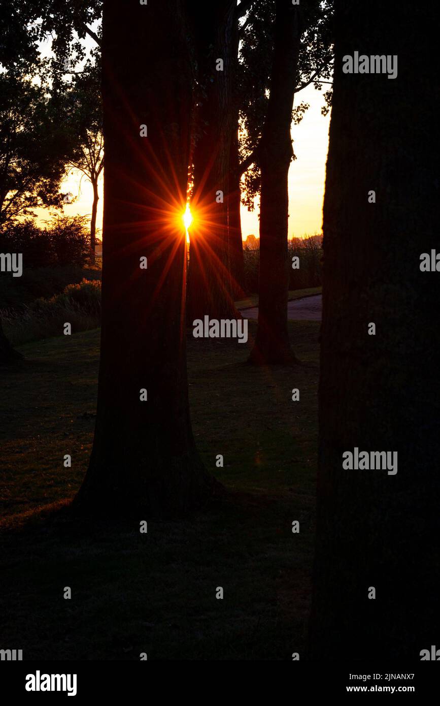 Kurz vor Sonnenuntergang guckt die Sonne durch die Baumstämme Stockfoto