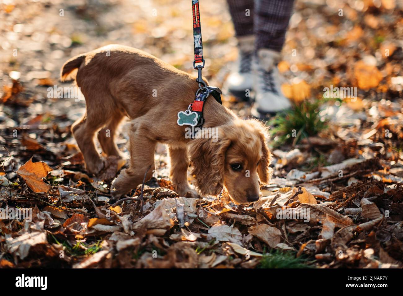 Süßer englischer Cocker Spaniel Welpe, der mit der Besitzerin im Herbstpark spazierengeht. Stockfoto