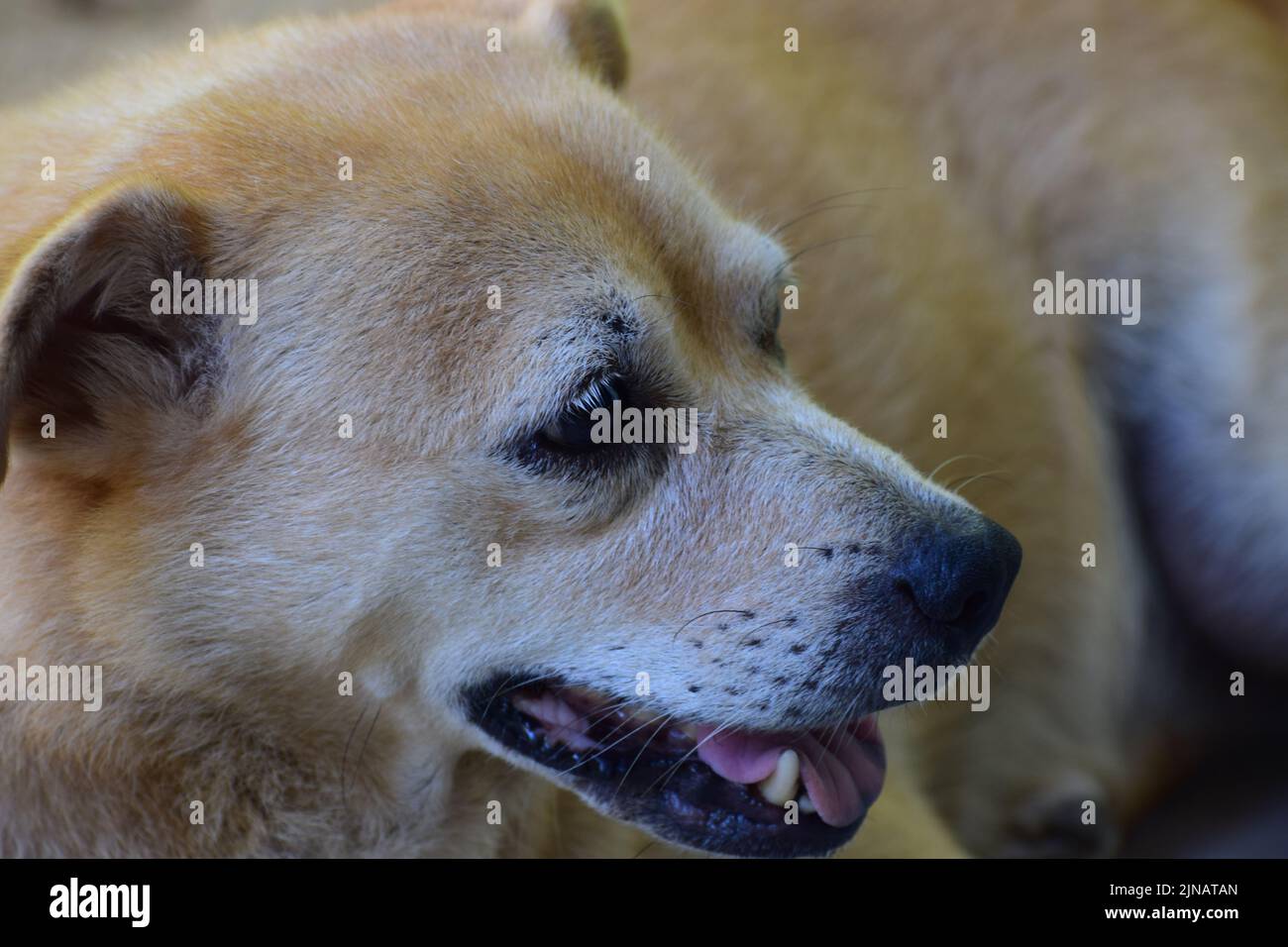 Nahaufnahme Seitenansicht von niedlichen Welpen Hund Stockfoto