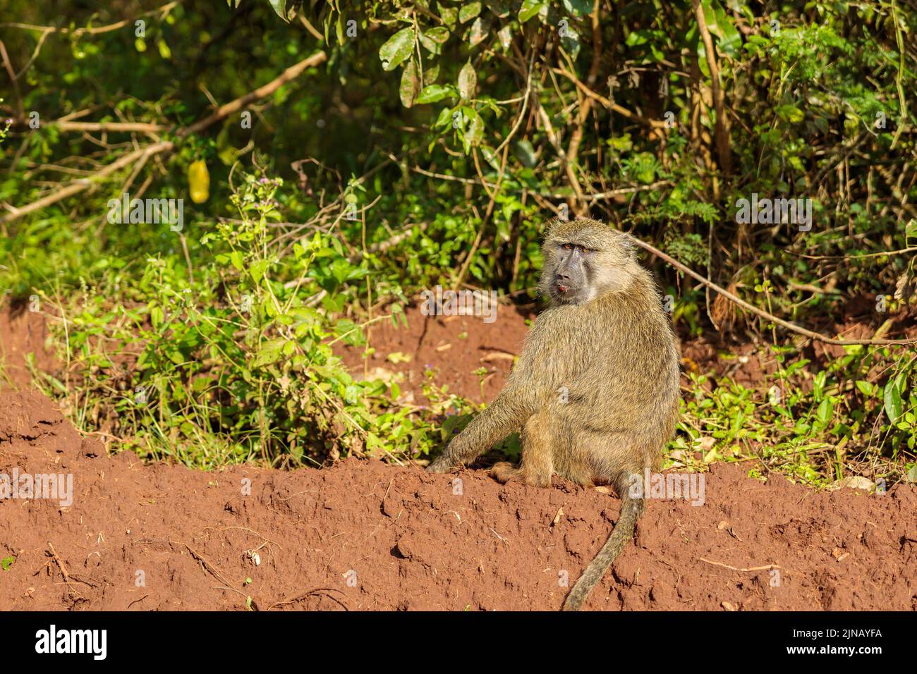 Ein Affe auf Grasland in Afrika, Kopierer Raum Stockfoto