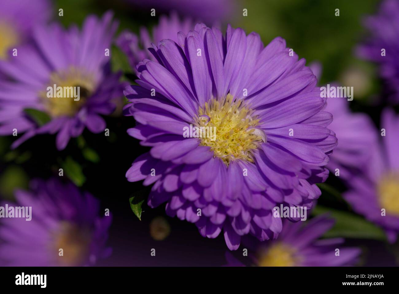 Makro eines violetten Asters im Garten Stockfoto
