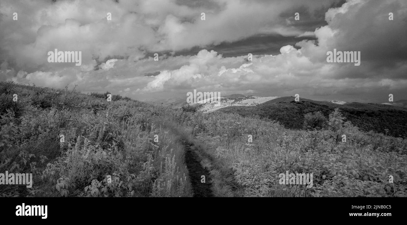 Infrarotbilder von Black Balsam auf dem Blue Ridge Parkway im Westen von North Carolina, USA Stockfoto